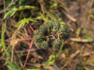 Unwanted Flora Fruit