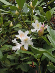 Rhododendron-Blüten rosa weiß krcp