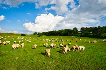 Obraz premium The flock of sheep on the grassland.