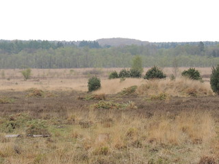 Fototapeta na wymiar Naturpark Schwalm-Nette Heide krcp