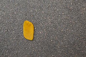 Yellow leaves on an asphalt