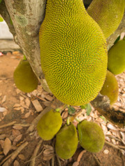 Jack Fruit Lying in The Ground