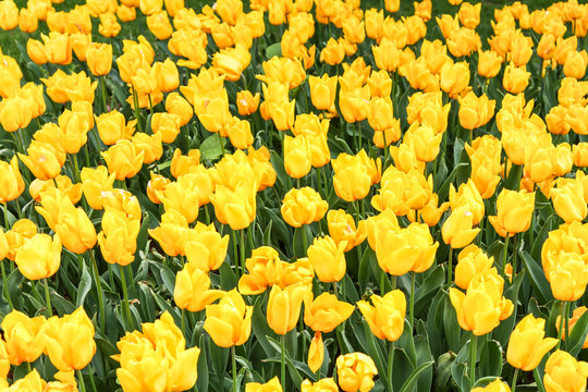 Yellow tulips in a garden