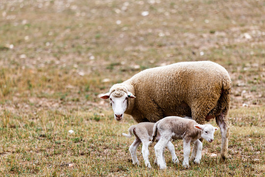 Sheep watching over her little ones