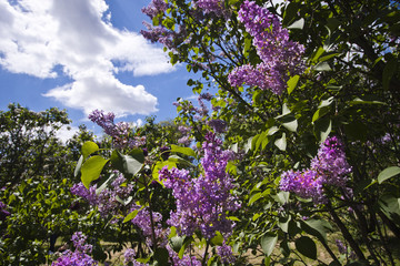 Obraz premium Lilac bush on a cloudy blue sky background