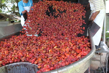 Fruitwood Smoked Red Belizean Habanero Peppers