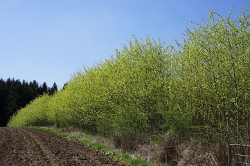 Es wird langsam grün: Wald- und Wiesenlandschaft in Starnberg