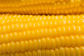 fresh corn in farm closeup image worm light