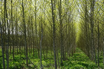Es wird langsam grün: Wald- und Wiesenlandschaft in Starnberg
