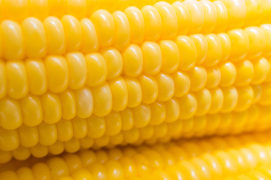 fresh corn in farm closeup image worm light