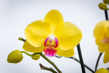 Obraz premium Three gold orchid flowers with stem on white background.