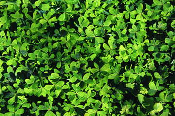 Fototapeta na wymiar green clover field