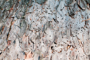 Bark of the tree