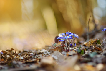 Blossoming hepatica flower in spring in forest
