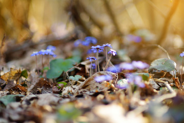 Blossoming hepatica flower in spring in forest