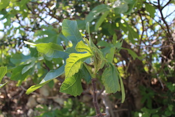 feuilles