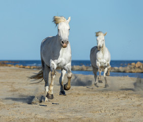Naklejka na ściany i meble White Camargue Horses galloping along the beach in Parc Regional de Camargue - Provence, France