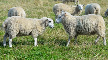 Fototapeta premium Sheep fighting in the moor