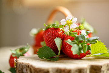 fresh harvest beautiful flower and red strawberries.