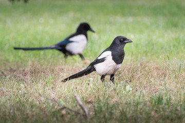 Magpie