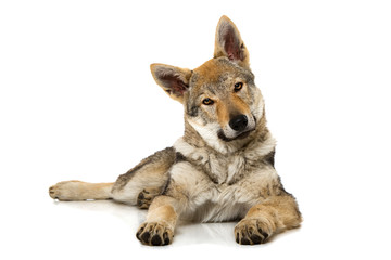 Junger Wolfshund
