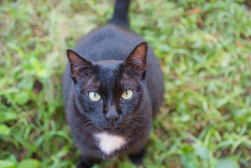 Black cat sitting and looking in the garden .