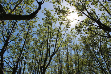 branches d'arbres ensolleilé © canecorso