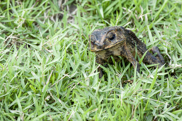 Toad stand dead on green grass.