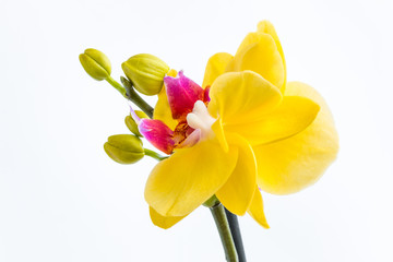 Three gold orchid flowers with stem on white background.