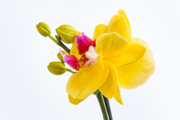 Three gold orchid flowers with stem on white background.