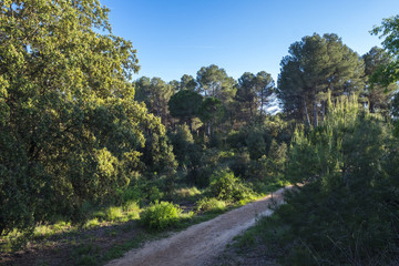 Fototapeta na wymiar Volpelleres forest at Sant Cugat del Valles Barcelona Spain