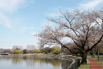 Fototapeta na wymiar 桜 公園 池 空 春