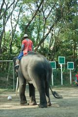 elephant show with people outdoor . 