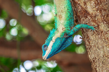 close up blue chameleon hold head on the tree