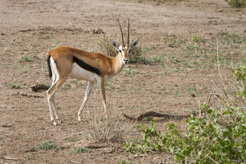 gazzella di thompson