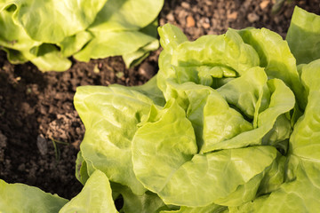 lettuce (lactuca sativa) cultivated in greenhouse