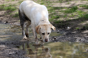 Fototapeta premium Lustrzane