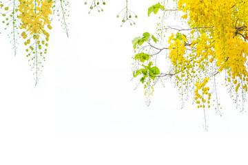Golden shower flowers , Cassia fistulosa tree flowers , summer flowers in songkran, festival in Thailand
