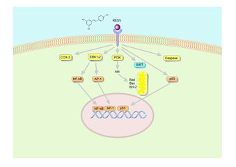 main mechanism of action of resveratrol, found in grapes and red wine.