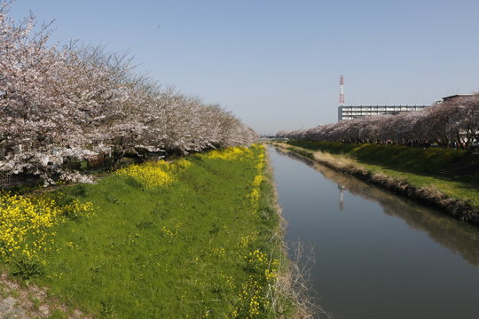 桜 河原 川 土手 青空 Stock 写真 Adobe Stock