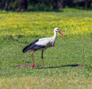 A lone stork grazing in a spring meadow on a background of yellow flowers - Bansko, Bulgaria