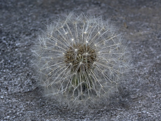 Dandelion Flower (Taraxacum officinale)