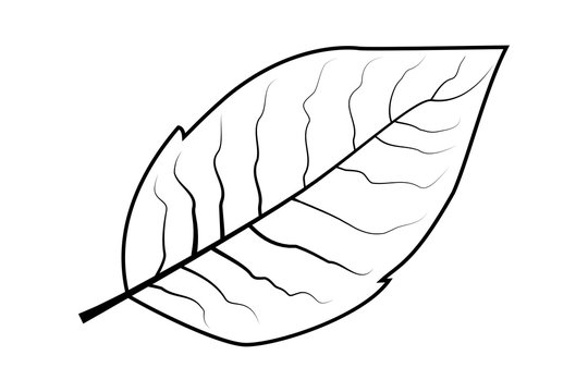 tobacco leaf vector illustration 
