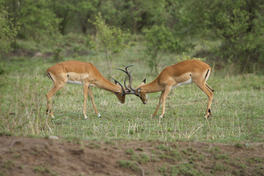 scontro gioco tra gazzelle