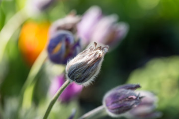 pasqueflower (pulsatilla vulgaris) blooming in sunny garden