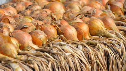 Row of onions drying, kitchen garden