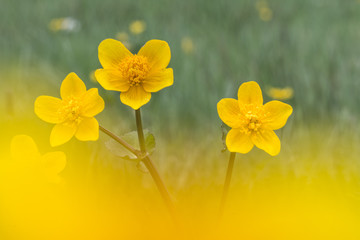 Obraz premium marsh marigold