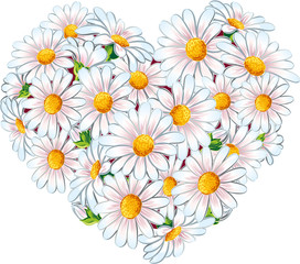 Heart of daisies in bloom.