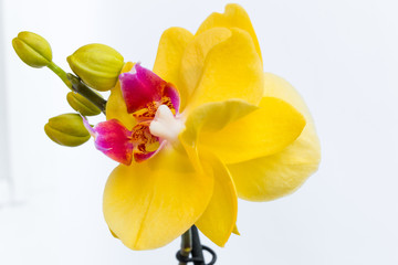 Naklejka na ściany i meble Three gold orchid flowers with stem on white background.