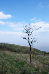 tree in the dried up river Delta